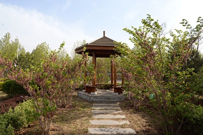 

柏樹山

丁香角

花園涼亭

文化墻

校園野草

花園涼亭2

梅花

紫荊

文化長廊

金枝國槐

清脆垂柳